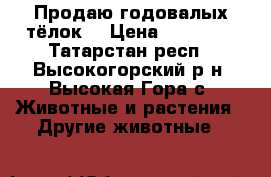 Продаю годовалых тёлок. › Цена ­ 23 000 - Татарстан респ., Высокогорский р-н, Высокая Гора с. Животные и растения » Другие животные   